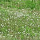 민들레홀씨 이미지