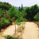 신비유치원 이미지