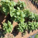 텃밭식당 이미지