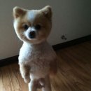 하룻강아지 이미지