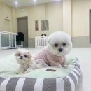 분당유치원 이미지