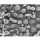 연잎 표면 현미경 사진 이미지