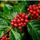 카페마띠니끄 이미지