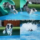 도그빌리지 | [가보자 도그빌리지] 5월 재 오픈한 대형견 동반 애견 수영장 펜션
