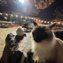 고양이정원 이미지