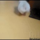 거울보는 강아지 이미지