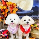 놀러오개 애견 유치원 애견 호텔 이미지