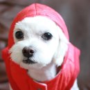 이쁜강아지 이미지