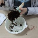 삼계풀잎