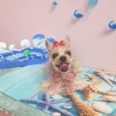 DOG LOVE WITH 란 이미지