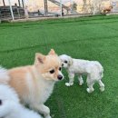 도그다움 | 동탄애견유치원 도그다움 동탄점 유치원 수업, 목욕까지 !