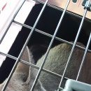 오수의과 동물병원 이미지