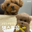 2 YOU(투유)모텔 | 대구 강아지케이크 토이푸들케이크 댕스투유