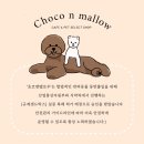 초코앤 네이버블로그