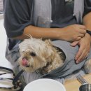 스테이윈도우 펫노트
