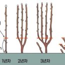 함안두릅