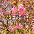 (주)늘푸른자원 | 창원 겹벚꽃 명소 늘푸른전당 주차와 방문 정보