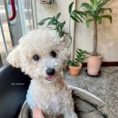 바바아시(babaasi) 이미지