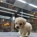 수원강아지분양 드림독 안심분양센터 수원점 이미지