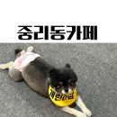 젠틀펫동물병원 이미지