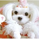 이쁜멍멍이 이미지