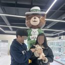 인천강아지분양 테디럽 이미지