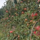 도라산농장 이미지