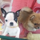 빠찌애견 이미지