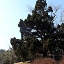 입암서원 앞 이미지