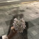 알미뜽 이미지
