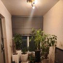 블루시안 이미지