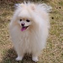 강아지클럽 이미지