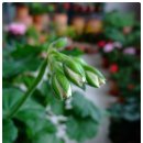 꽃봉우리 이미지