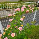 알케미스트 이미지