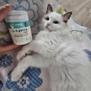 프롬엘 | 고양이 엘 라이신 추천, 프롬 포뮬러 엘 라이신 한 달 | 급여 솔직 후기