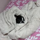 샹떼PC방 김포풍무점 | [1012-1019] 새우야 새우야 맛있더라 새우야 🦐