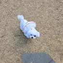 애견의숲 이미지