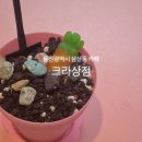 크라상점울산 | 울산 크라상점 ㅣ 구슬 아이스크림 후기