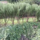 로즈마리팬션 이미지