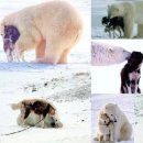 안아줄개 이미지