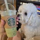 골드애견 | 제주에서 완도까지 예민한강아지랑 골드스텔라호 탑승후기_애견동반 펫룸, 펫여권 발급받기_편하게 가는...