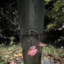 매듭 짓는 달, 파이널 무대/오정순 이미지