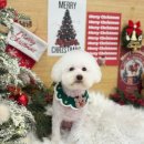 댕댕살롱앤스파 이미지