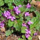 금란초교 이미지