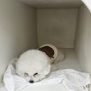 멍줍강아지산책유치원 | [멍줍]유댕이 된 리오 / 산책 전문 유치원 / 창원 상남동 강아지 유치원 / 솔직후기