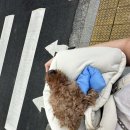 부산초량동물약국 | 부산 초량 성경완동물병원 후기 엑스레이 및 췌장검사비용