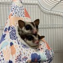 로던트클럽 이미지