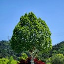 장미 186 부산장미꽃 명소 이미지