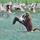 플라밍고 이미지