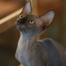 펫스토리 수가 이미지